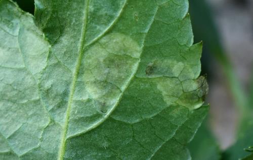 Liriomyza amoena